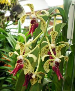 Vanda Paki