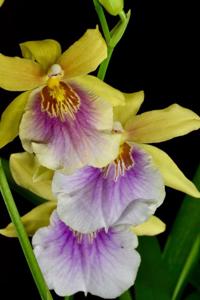 Milmiltonia Sunset