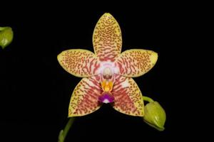 Phalaenopsis Orchid World