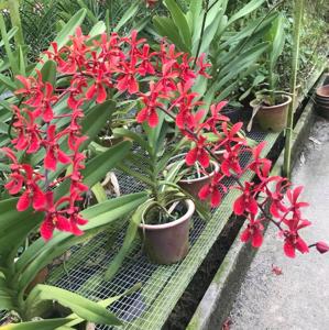 Renanopsis Lion's Splendor