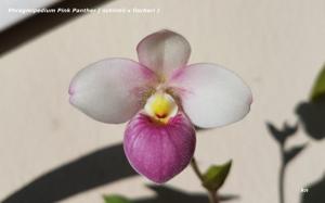 Phragmipedium Pink Panther