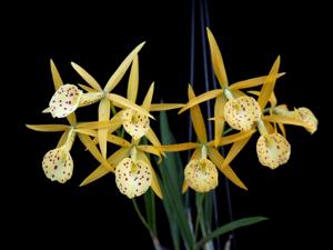 Brassocattleya Yellow Bird