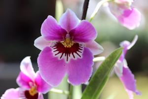Miltoniopsis Princess Diana