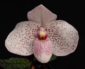 Paphiopedilum Vanda M. Pearman