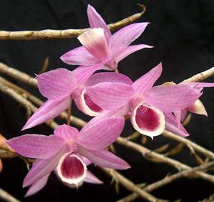 Dendrobium Adastra