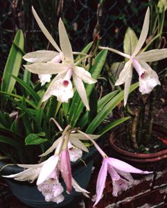 Brassolaeliocattleya Petite Stars