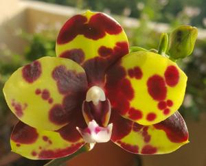 Phalaenopsis Mituo Diamond