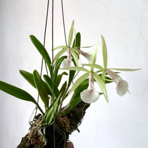 Brassocattleya Chariya