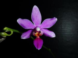 <i>Phalaenopsis</i> Mem. Hans-Werner Pelz