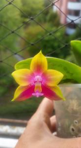 Phalaenopsis Mituo Prince