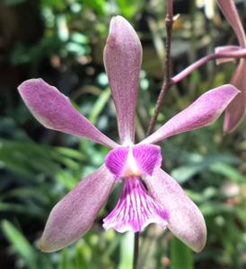 Encyclia Memoria Joyce Reinke