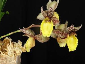 Catasetum Chuck's Dentist