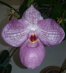Paphiopedilum Magic Lantern