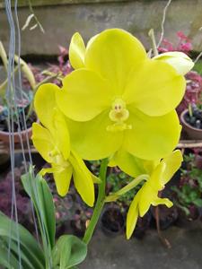 Vanda Granny Smith-Nopporn Gold