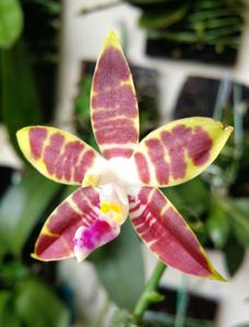 Phalaenopsis CTL Ambo Tetralacea