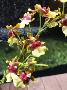 Oncidium Space Race