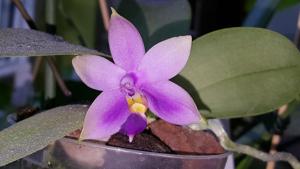 Phalaenopsis Samera