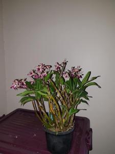 Dendrobium Australian Rhubarb Pie