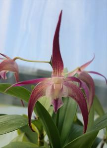 <i>Dendrobium</i> Yondi Surprise