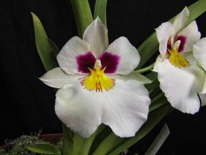 Miltoniopsis Herralexandre
