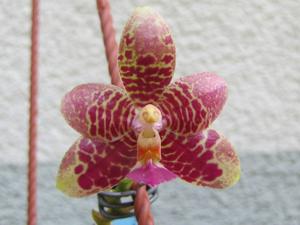 Phalaenopsis Fuscabell