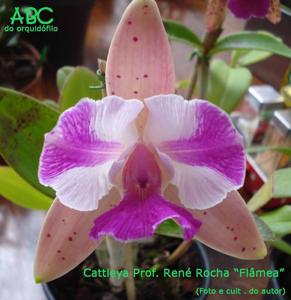 <i>Cattleya</i> Professor René Rocha