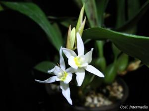 Coelogyne Intermedia