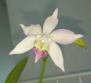 Caulocattleya bicornutum-Shooting Star