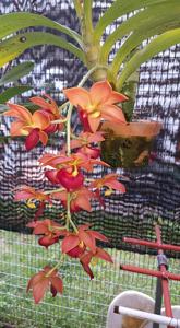 Cycnodes Taiwan Gold