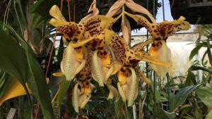 Stanhopea Assidensis