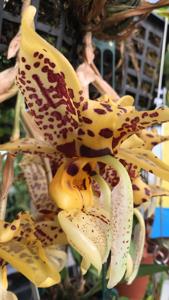 Stanhopea Assidensis