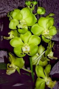 <i>Vanda</i> Viraphandhu Kenny