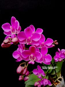 Phalaenopsis Queen Beer