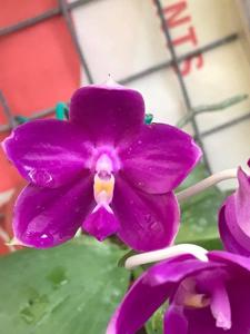 Phalaenopsis Jong's Red Son