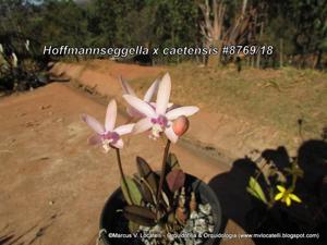 <i>Cattleya</i> caetensis
