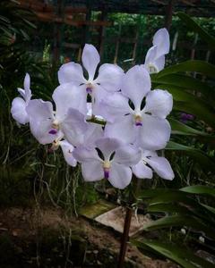 <i>Vanda</i> Adisak