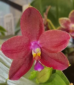 Phalaenopsis Kingfisher's Kaiulani King