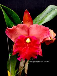 Rhyncholaeliocattleya Taiwan Chief Wine