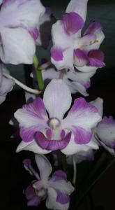 Papilaenopsis Hao Xiang Ni