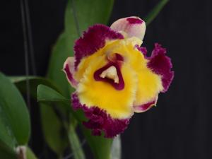 Rhyncholaeliocattleya Napa Valentine