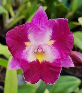 Cattleytonia Dal's Toy