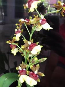 Oncidium Space Race