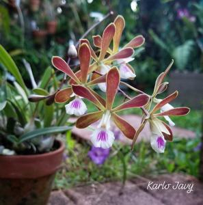 Encyclia Tropiquests