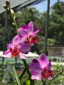 <i>Papilaenopsis</i> L'esprit de Kellock