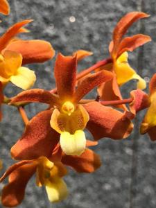 <i>Renantanda</i> Huifen Chan