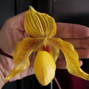 Paphiopedilum Dollgoldi
