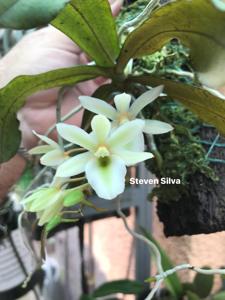 Euryangis Giselher Cramer