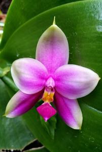 <i>Phalaenopsis</i> LD Emerald Bear-bellina