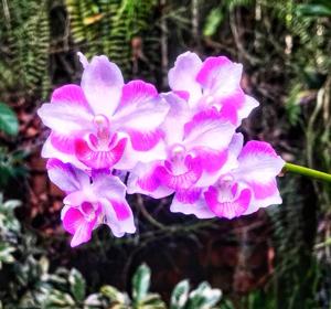 Papilaenopsis Hao Xiang Ni