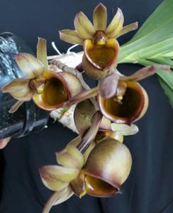 Catasetum apolloi